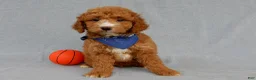 Mini Goldendoodle dogs for sale: Douglas - Ad 1