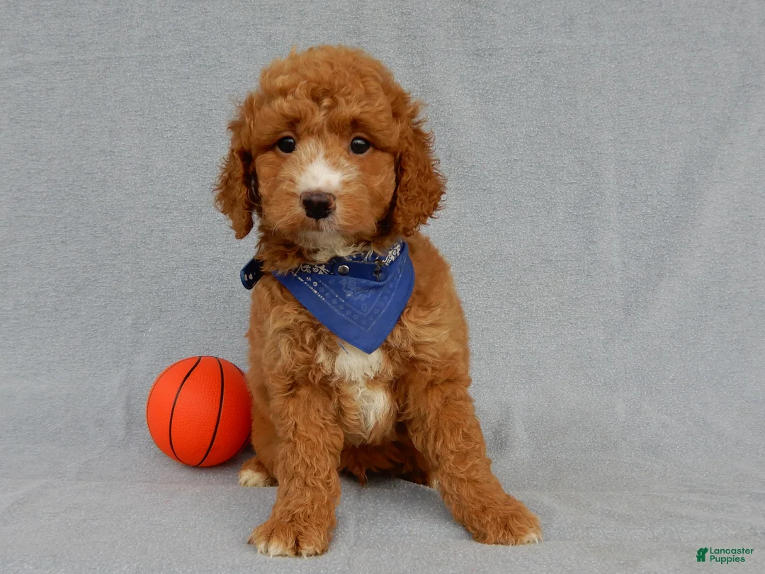 Mini Goldendoodle dogs for sale: Douglas - Ad 1