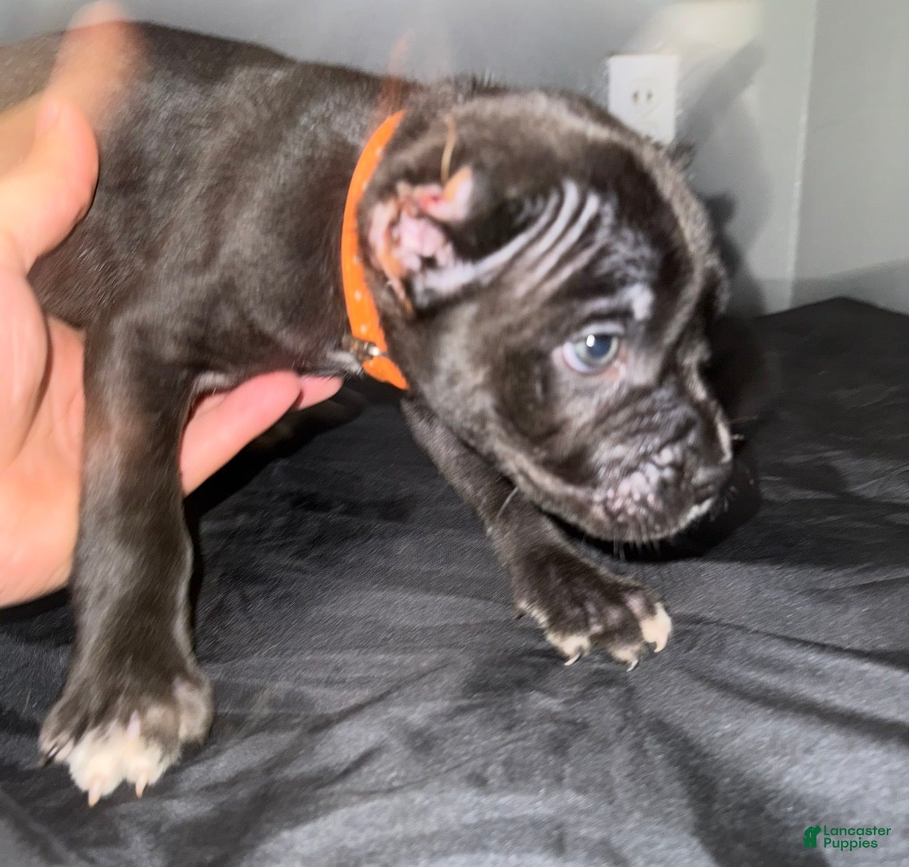 Cane Corso dogs Zoro - Ad 32