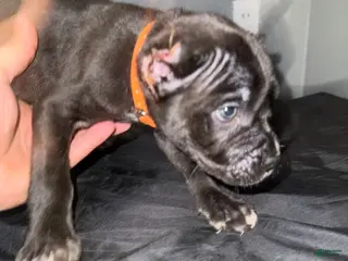 Cane Corso dogs Zoro - Ad 32