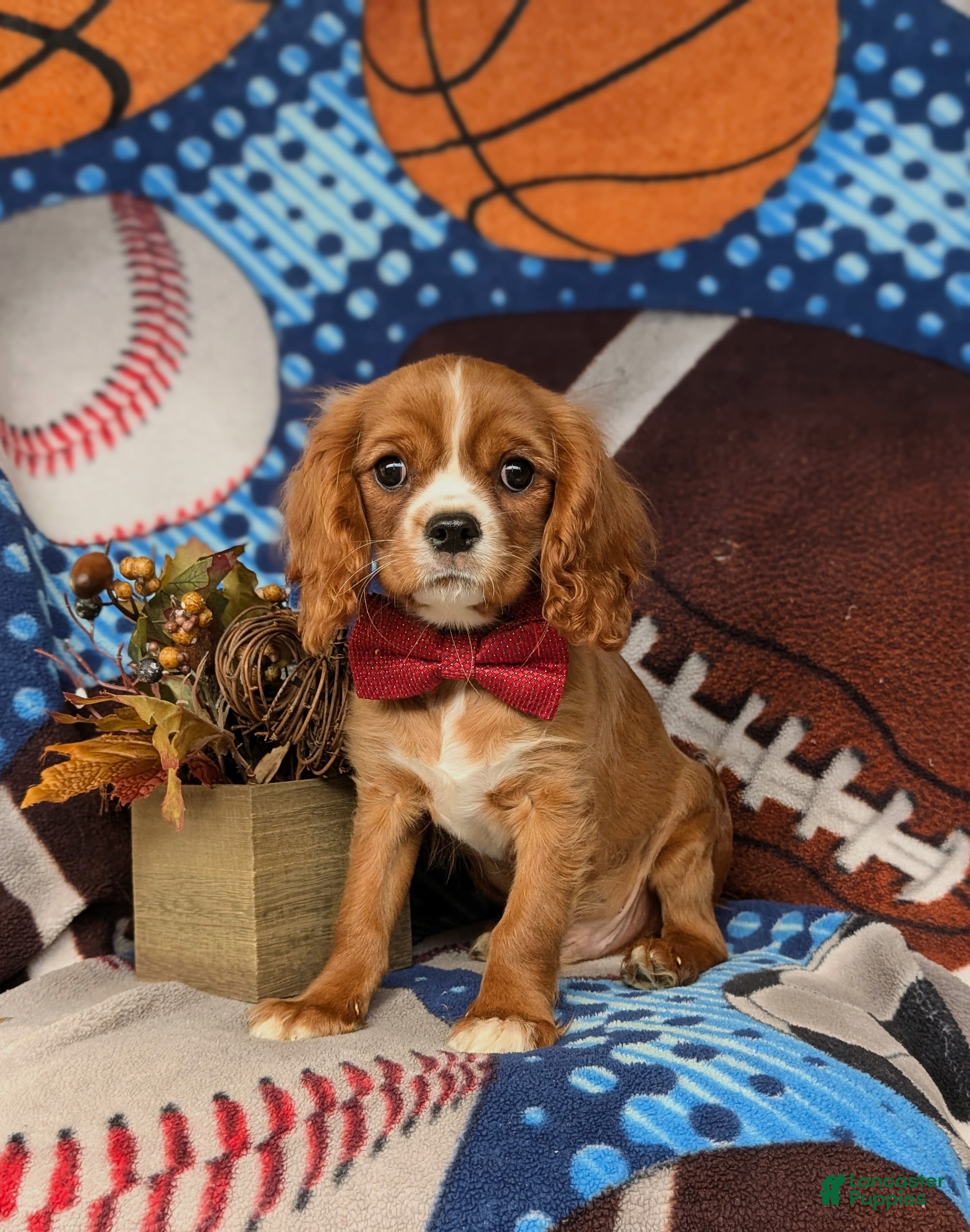 Cavalier King Charles Spaniel dogs for sale: Tanner - Ad 2