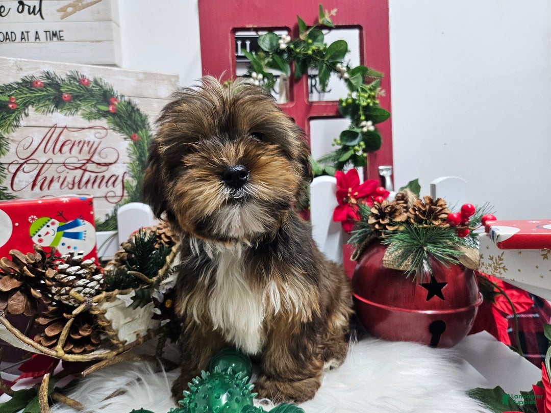 Yorkshire Terrier dogs for sale: Rex - Ad 5