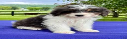 Bernedoodle dogs for sale: Norman - Ad 2