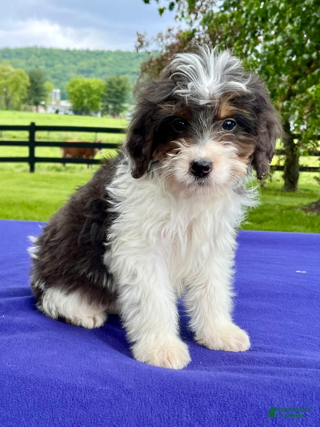 Bernedoodle dogs for sale: Norman - Ad 2
