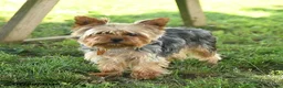 Yorkshire Terrier dogs for sale: Michael - Ad 6