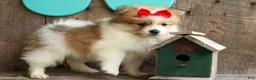 Pomeranian dogs for sale: Eric🐾 - Ad 9