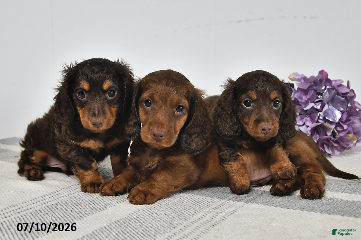 Miniature Dachshund dogs Ace  - Ad 2
