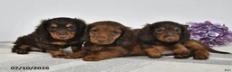 Miniature Dachshund dogs for sale: Ace  - Ad 2