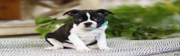 Boston Terrier dogs for sale: Snickers - Ad 4