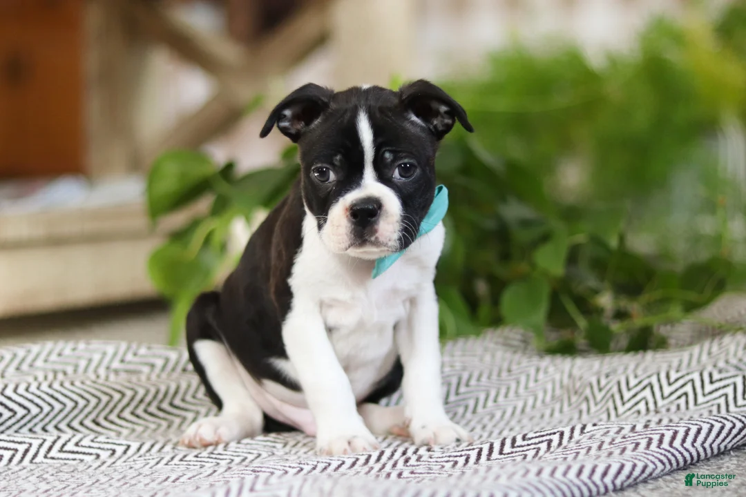 Boston Terrier dogs for sale: Snickers - Ad 4