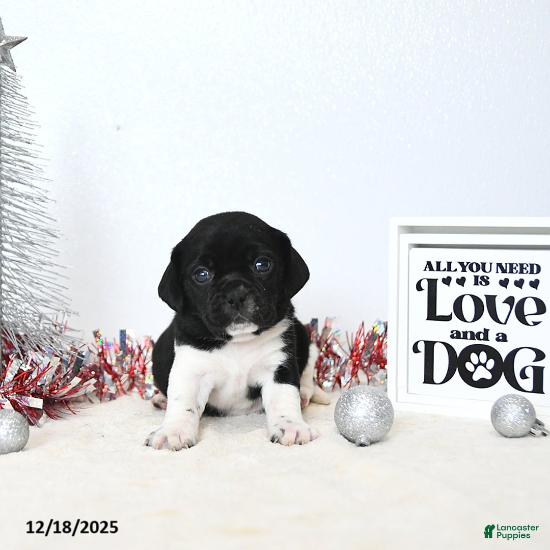 Puggle dogs for sale: Greta - Ad 5