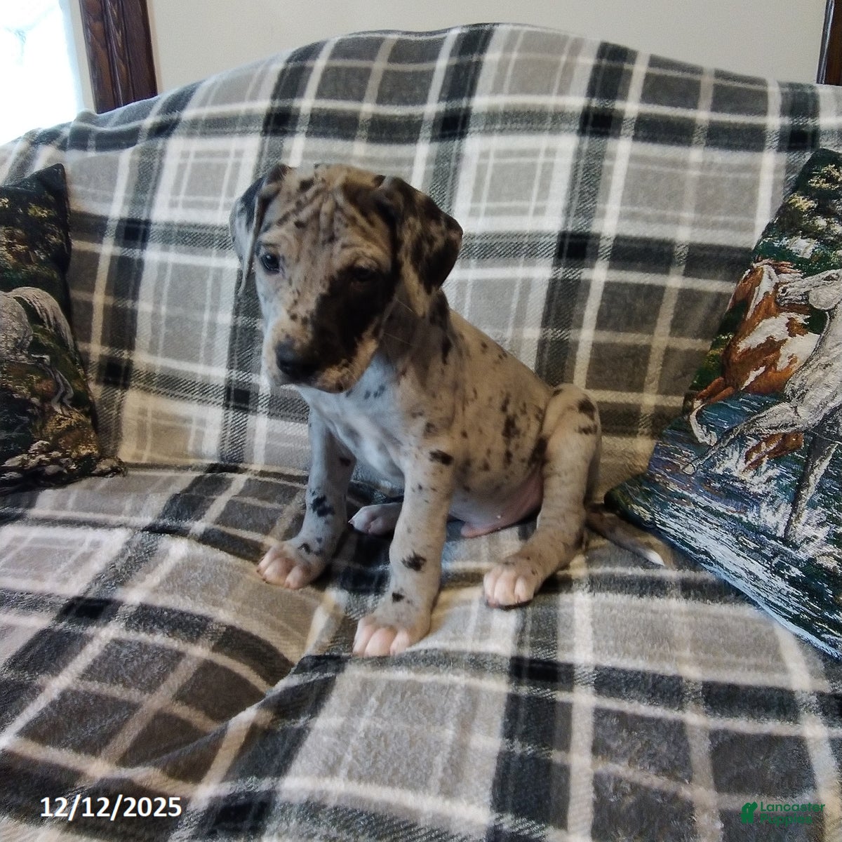 Great Dane dogs Sparkle - Ad 8