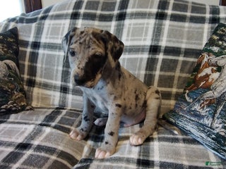 Great Dane dogs Sparkle - Ad 10