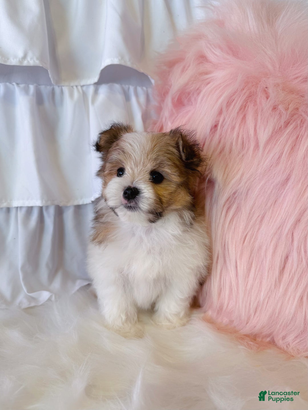 Tzu Pomeranian Pomeranian X Maltese Puppies Maltese Terrier Mix Pomeranian  Maltese Shih Tzu Pomeranian Mix, image size:1080x1440