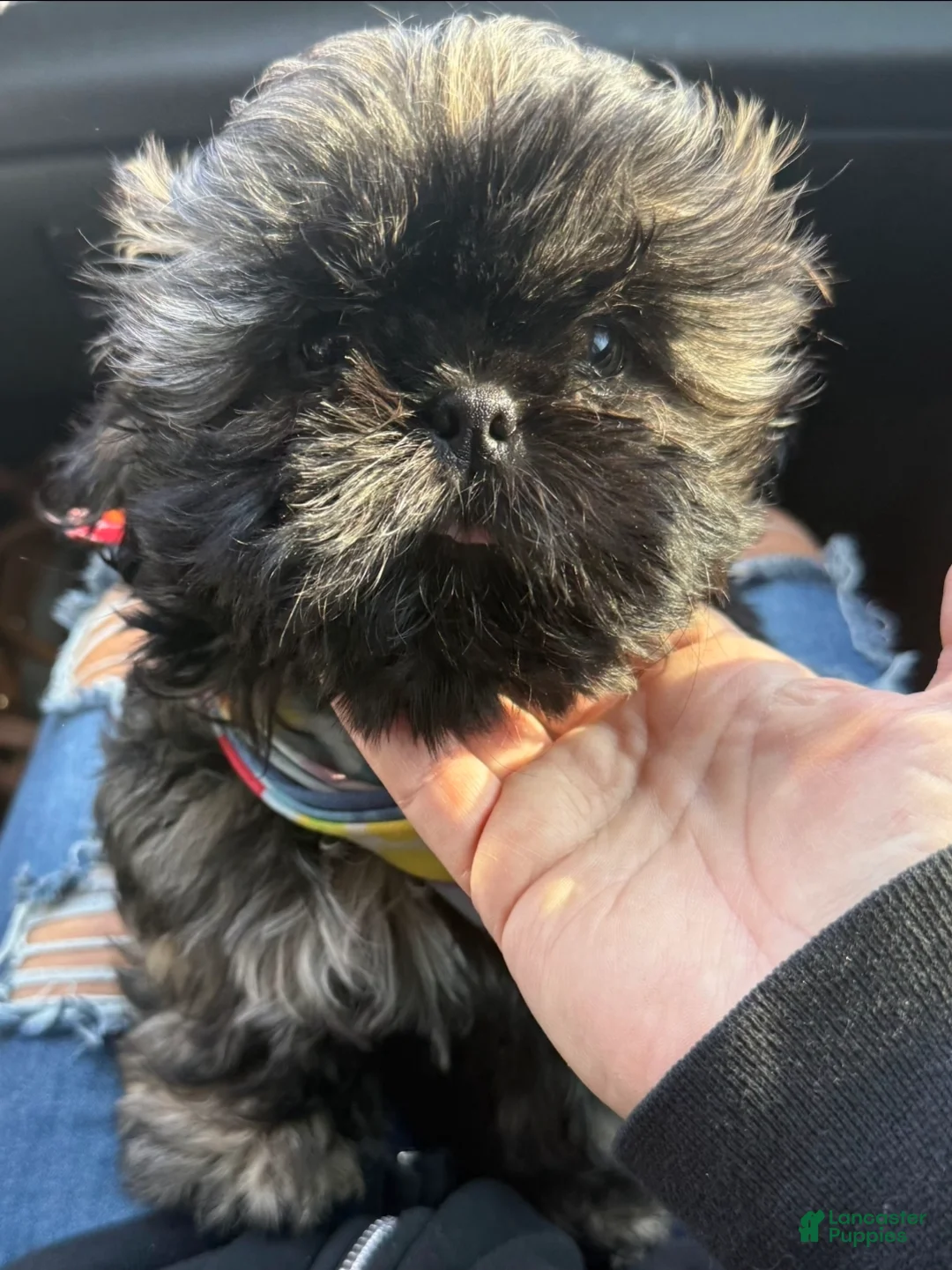 Shih Tzu dogs for sale: Billy  - Ad 2