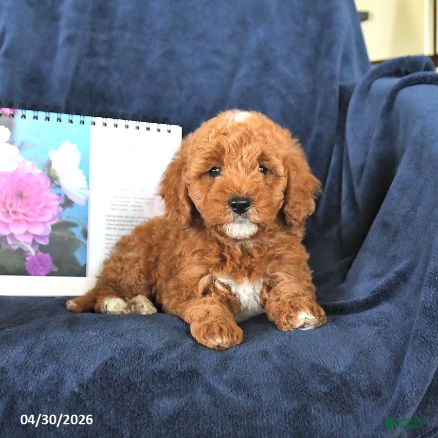 Miniature Poodle dogs for sale: Rocky - Ad 3