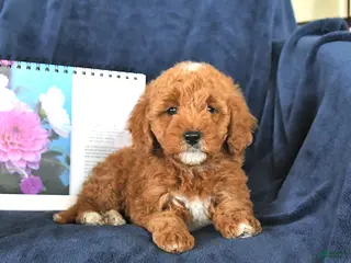 Miniature Poodle dogs for sale: Rocky - Ad 3