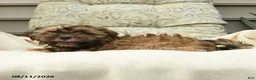 Shih Tzu dogs for sale: Carter - Ad 2
