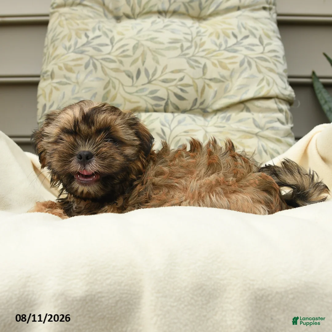 Shih Tzu dogs for sale: Carter - Ad 2