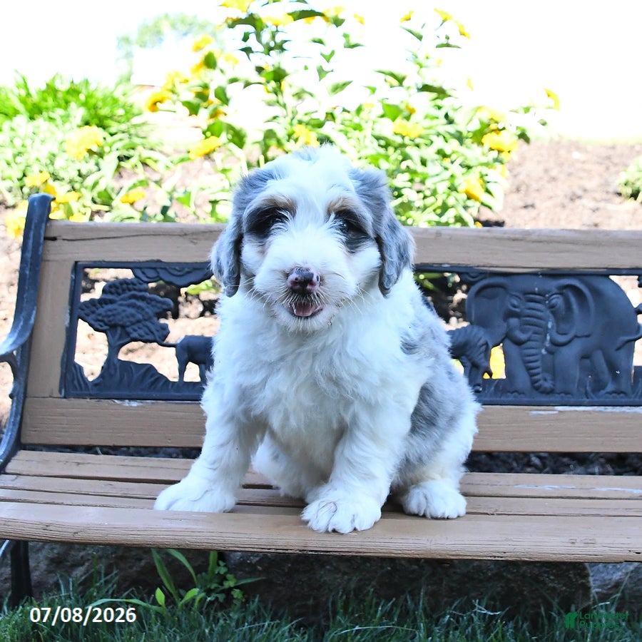 Mini Bernedoodle dogs Lily - Ad 2