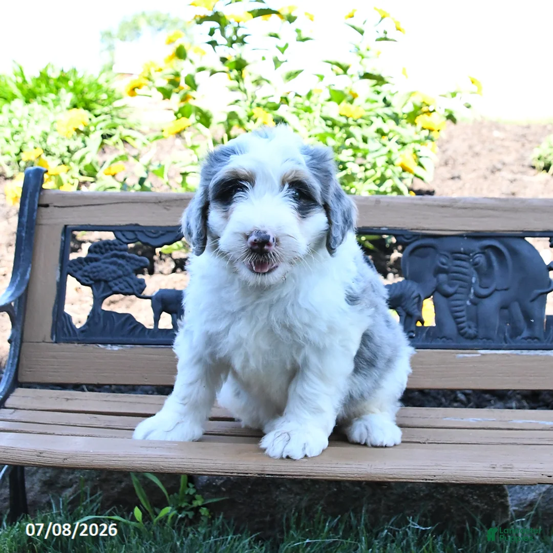 Mini Bernedoodle dogs for sale: Lily - Ad 2