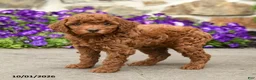 Mini Goldendoodle dogs for sale: Scarlett - Ad 4