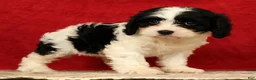 Cavapoo dogs for sale: Betsy - Ad 7