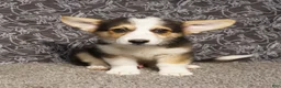 Welsh Corgi Pembroke dogs for sale: Roofus - Ad 3