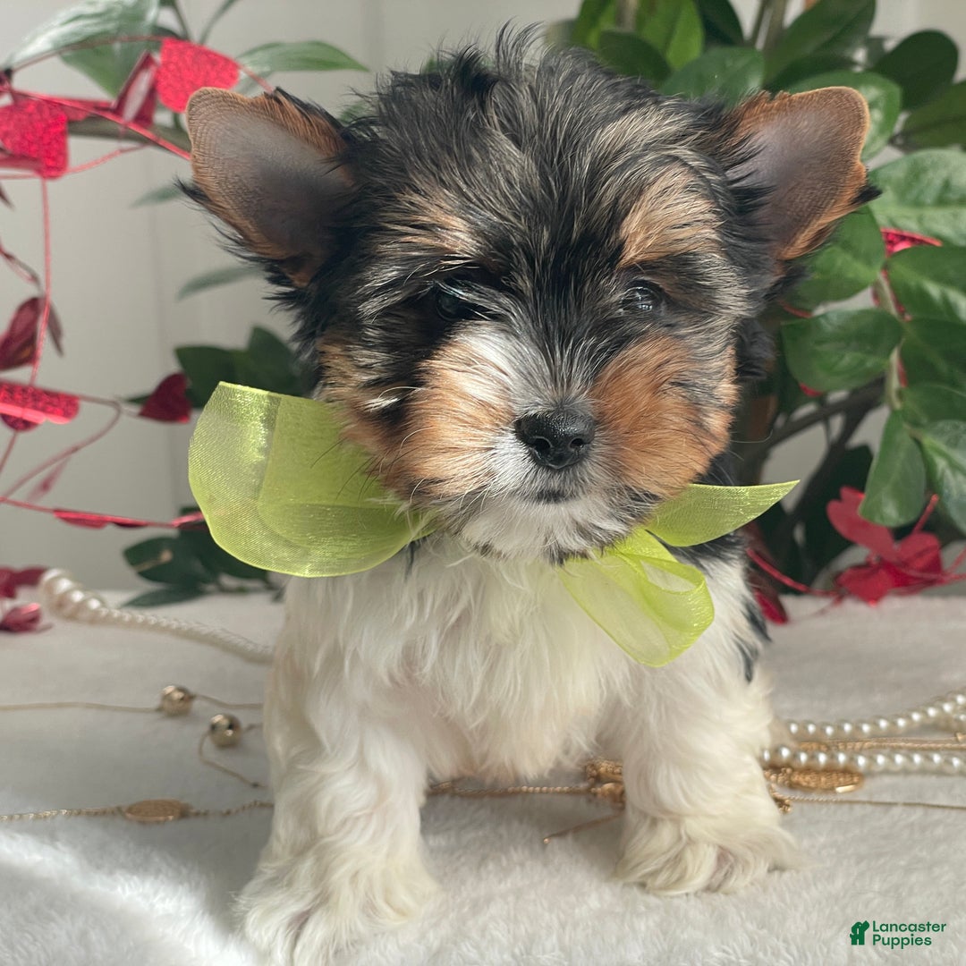 Biewer Terrier dogs for sale: Tony - Ad 8
