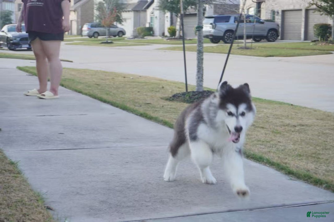 Alaskan Malamute dogs for sale: Xiao Hong - Ad 23