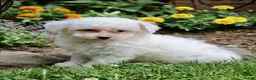 Bichpoo dogs for sale: Logan - Ad 4