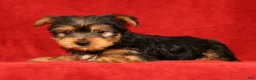 Yorkshire Terrier dogs for sale: Haven - Ad 2