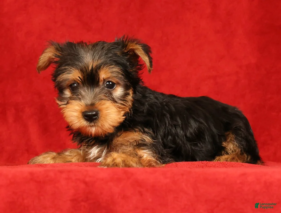 Yorkshire Terrier dogs for sale: Haven - Ad 2