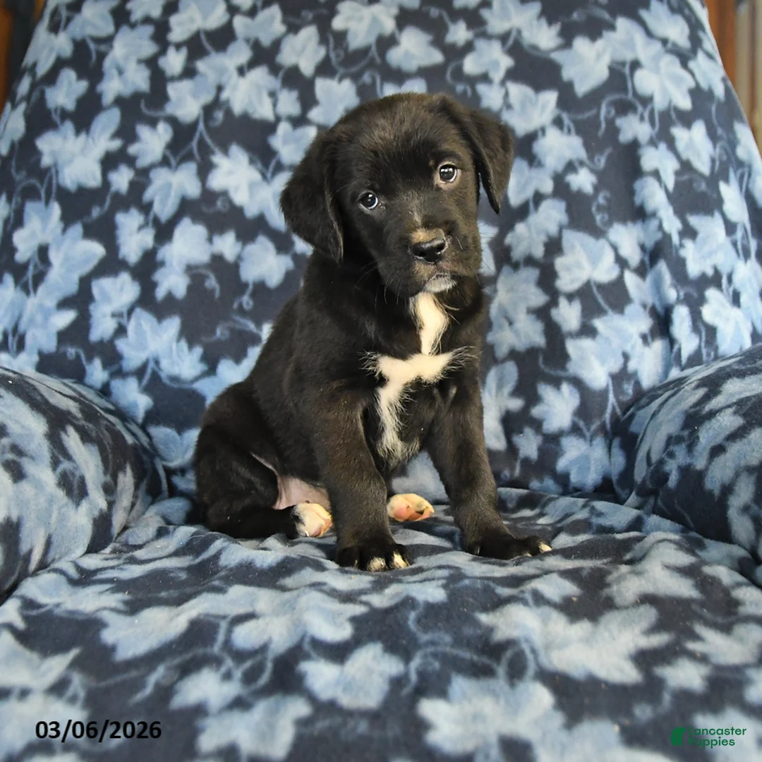 Mixed Breed dogs for sale: Lyla - Ad 3