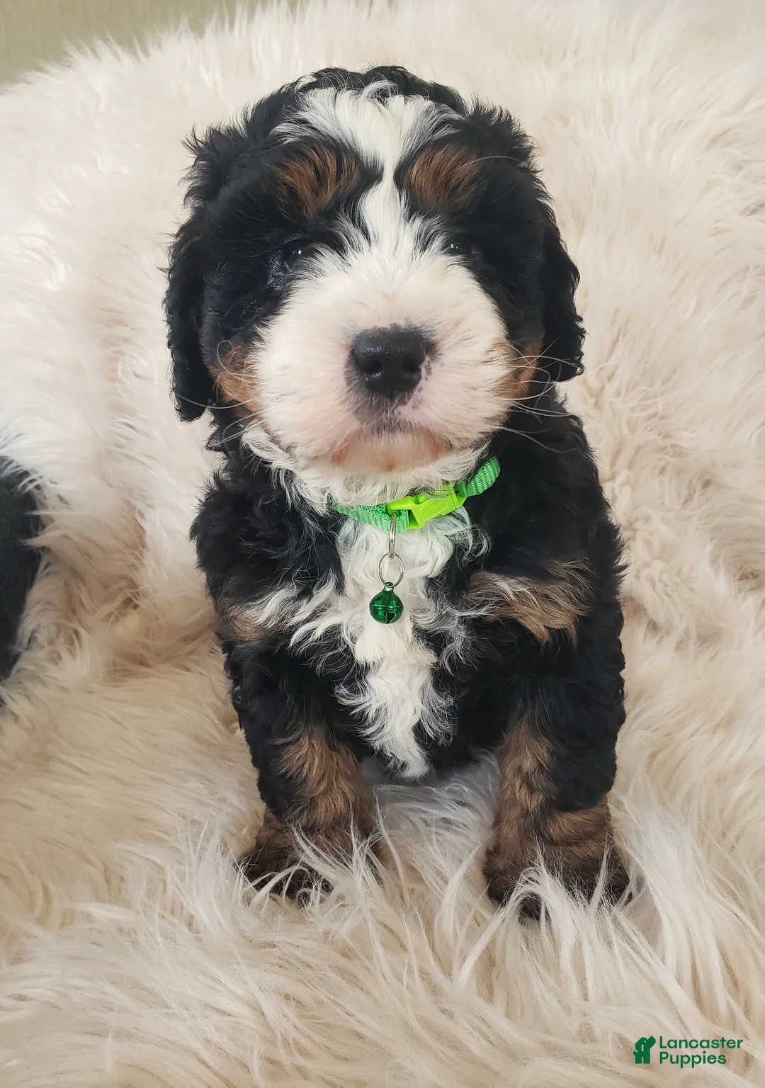 Mini Bernedoodle dogs for sale: Vinnie-Health Tested Parents - Ad 1