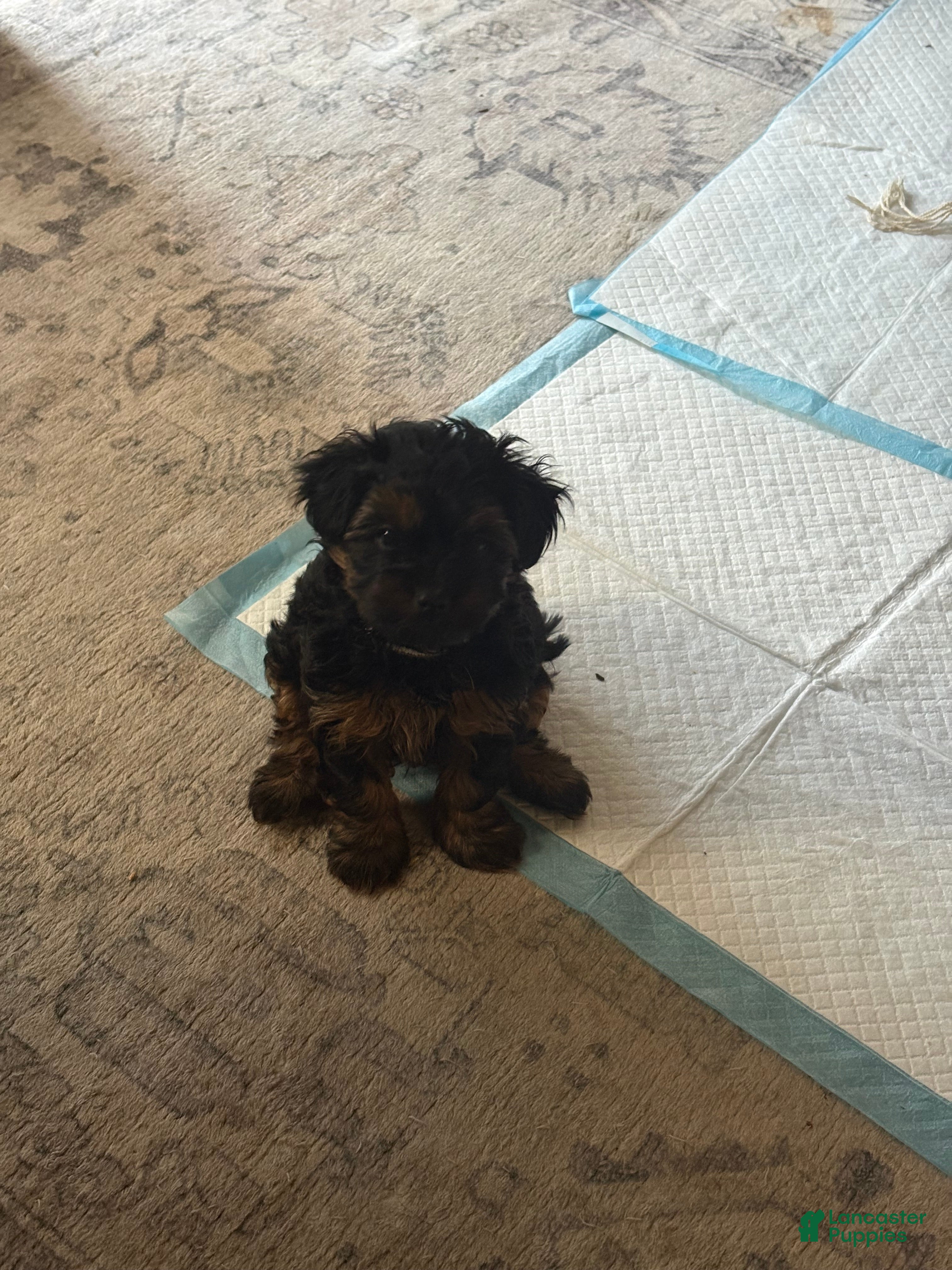 Yorkiepoo dogs for sale: Tom - Ad 1