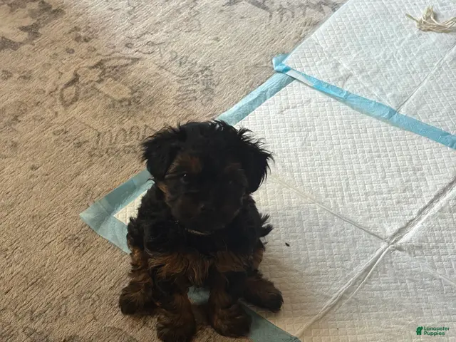 Yorkiepoo dogs for sale: Tom - Ad 1