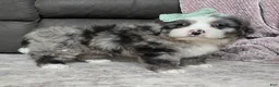 Mini Bernedoodle dogs for sale: Mini Wyatt  - Ad 17