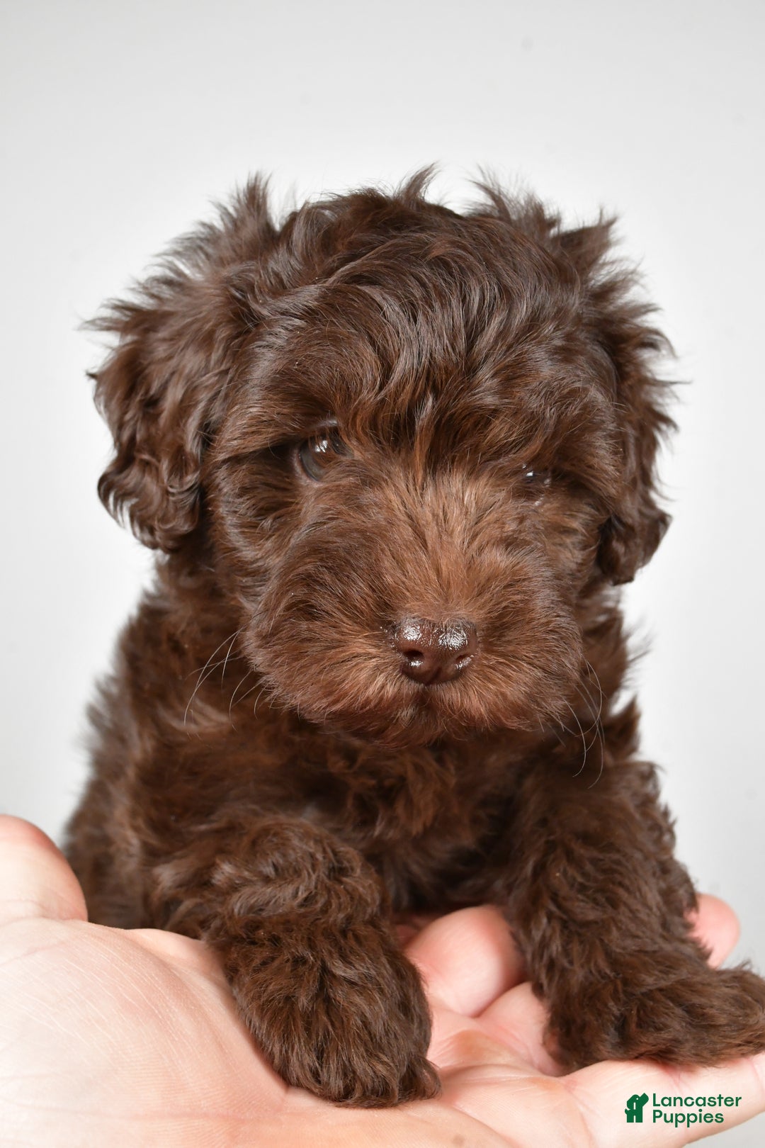 Mixed Breed dogs for sale: Holly - Ad 8