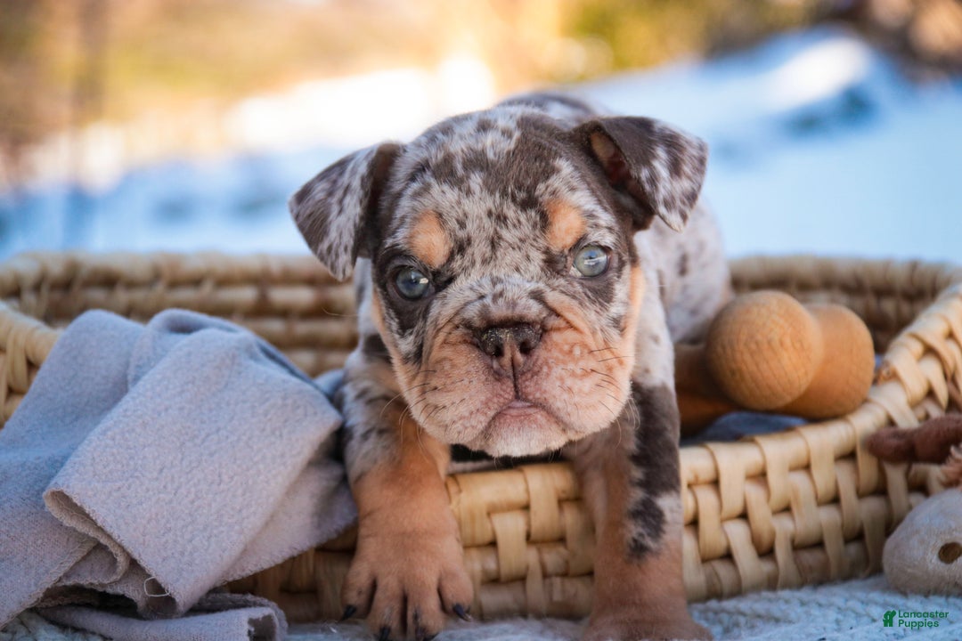 English Bulldog dogs for sale: Gaston - Ad 2