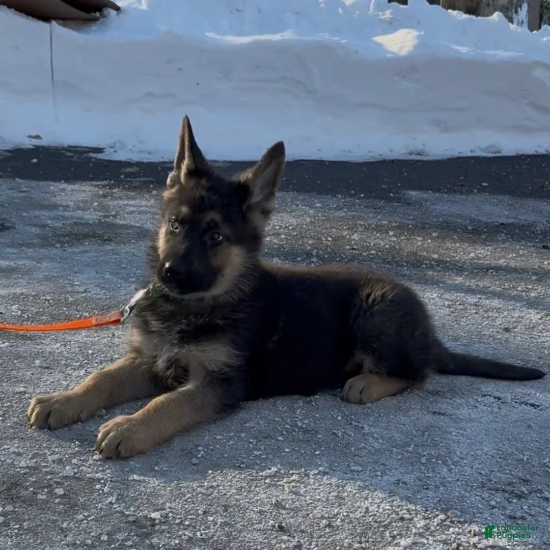 German Shepherd dogs for sale: SWAYZE - Ad 15