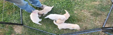 Golden Retriever 5