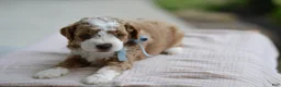 Mini Goldendoodle dogs for sale: September - Ad 9