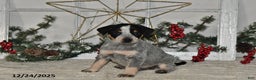 Australian Cattle Dog dogs for sale: Maverick - Ad 1