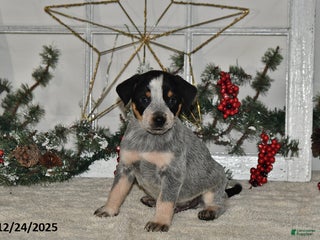 Australian Cattle Dog dogs Maverick - Ad 10