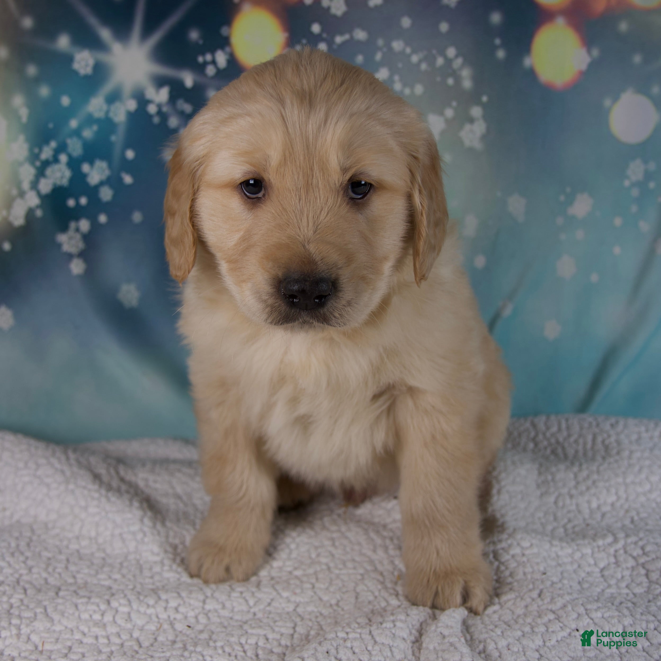 Golden Retriever dogs Edison - Ad 6