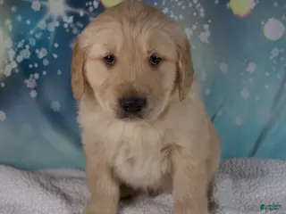 Golden Retriever dogs Edison - Ad 6