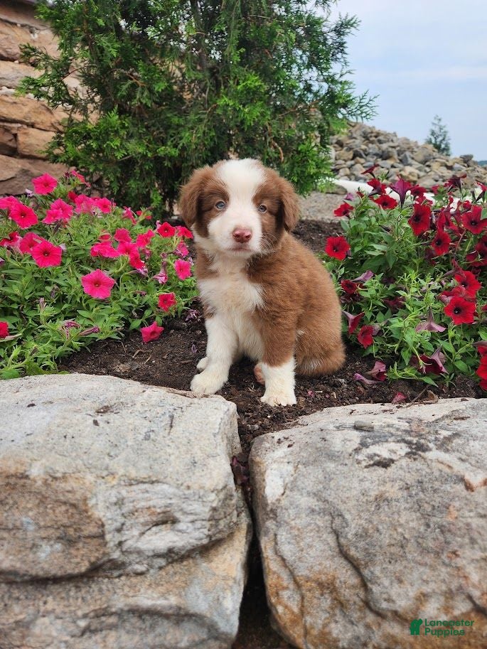 Border Collie dogs Jeffrey - Ad 1