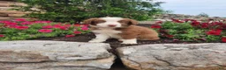 Border Collie dogs for sale: Jeffrey - Ad 1