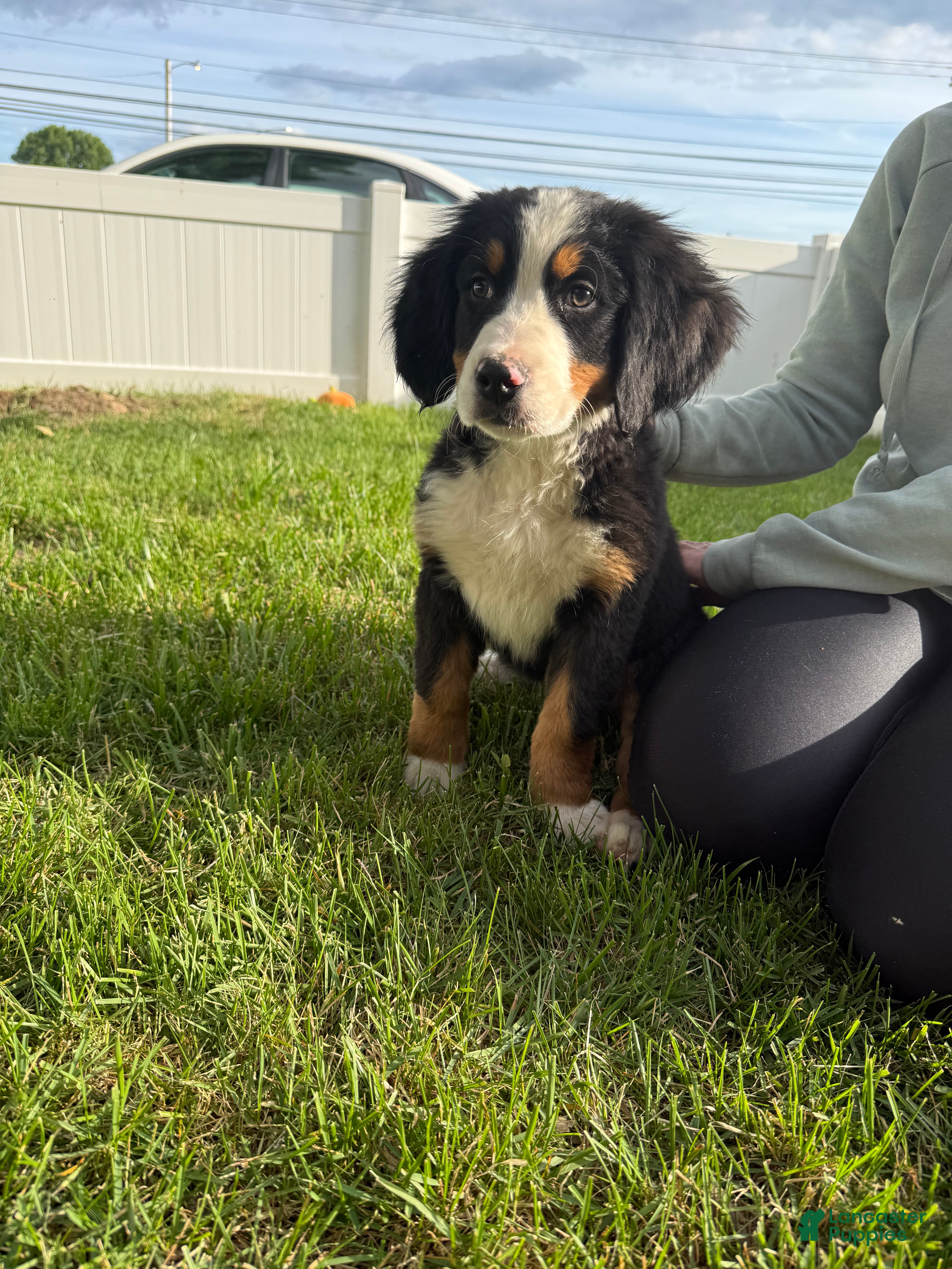 Bernese Mountain Dog dogs for sale: Charm  - Ad 2